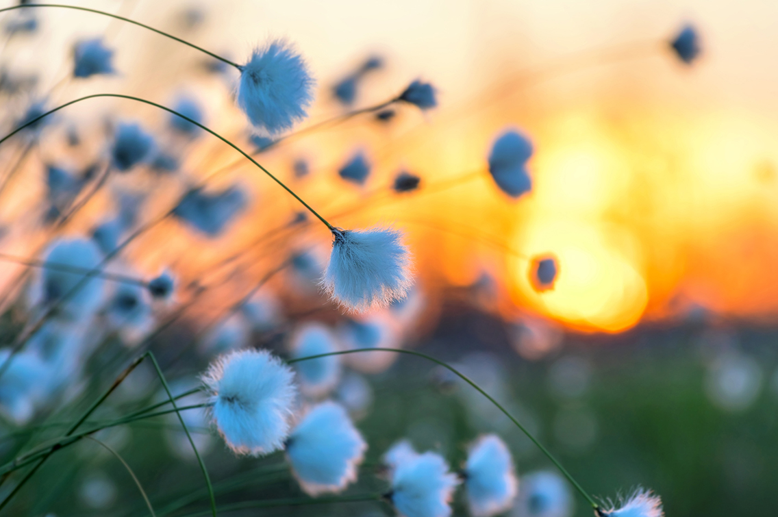 Cotton-Grass-in-Field-Sunrise-iStock-1070897086.jpg