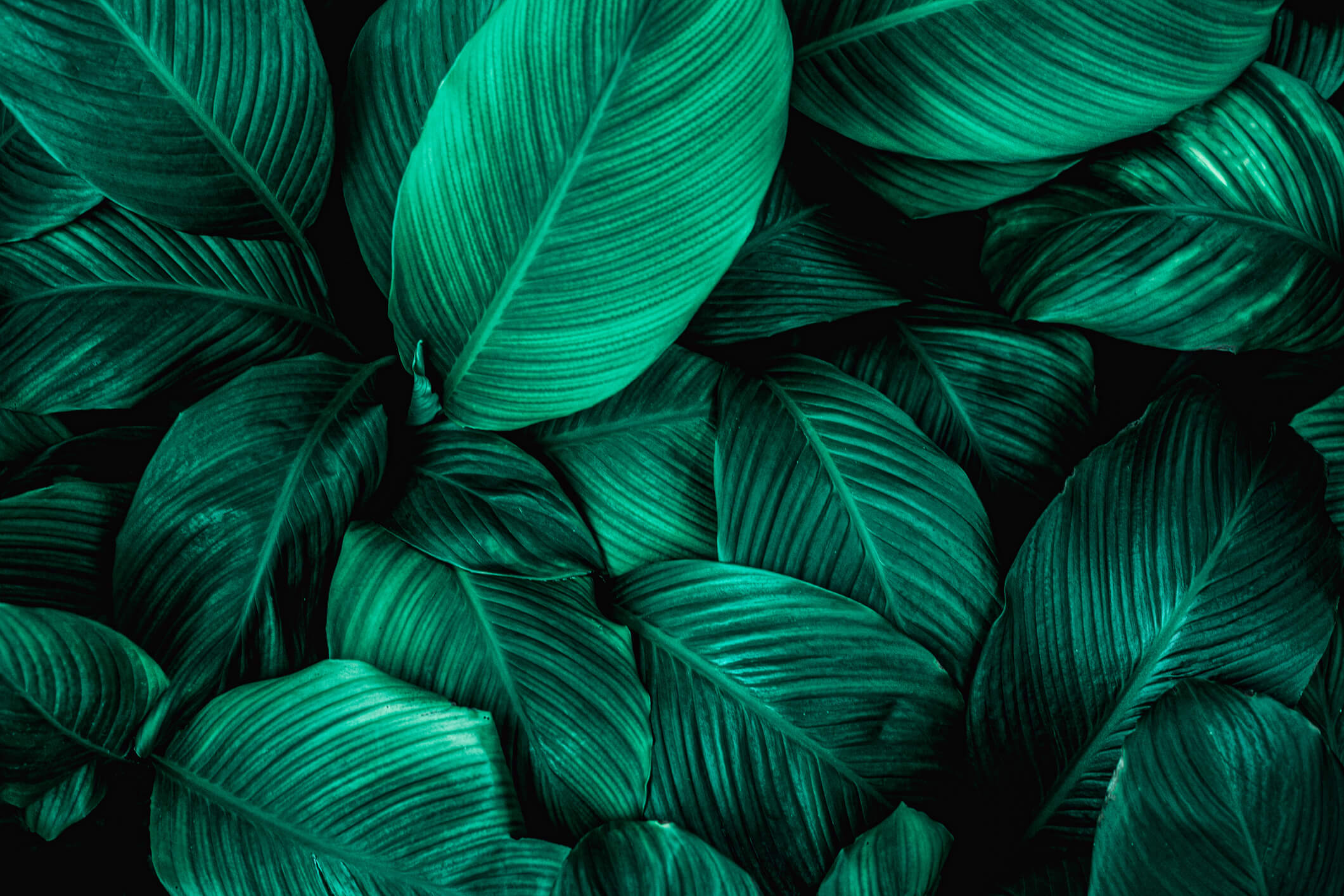 Leaves-of-Spathiphyllum-cannifolium-background.jpg